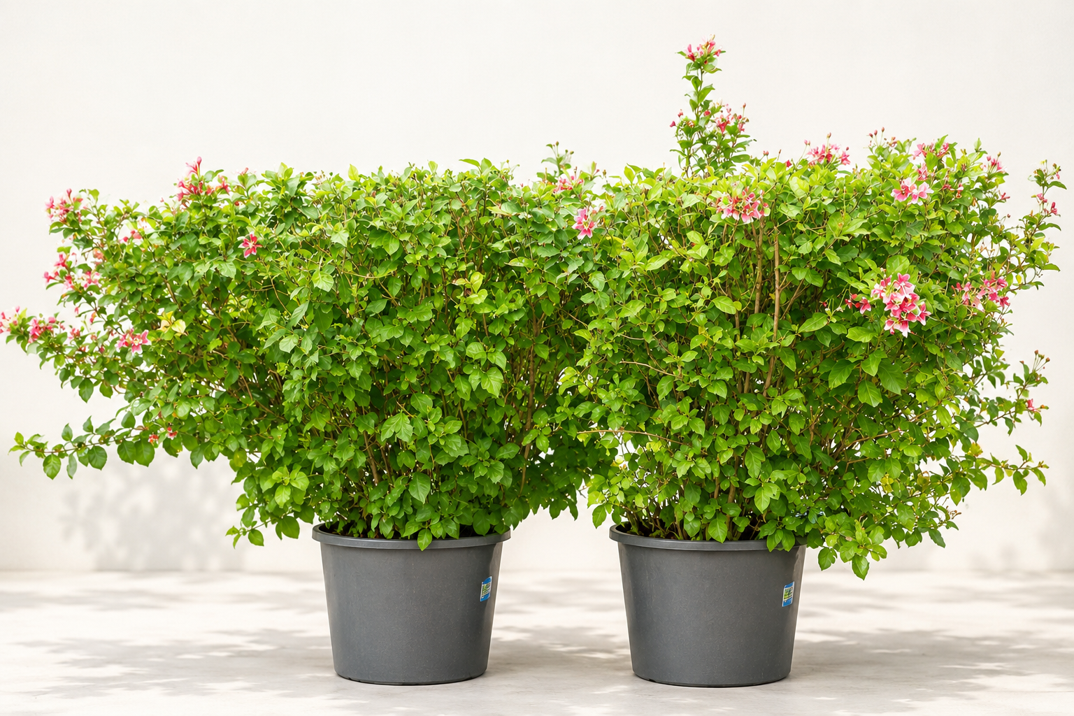 Plant Sales