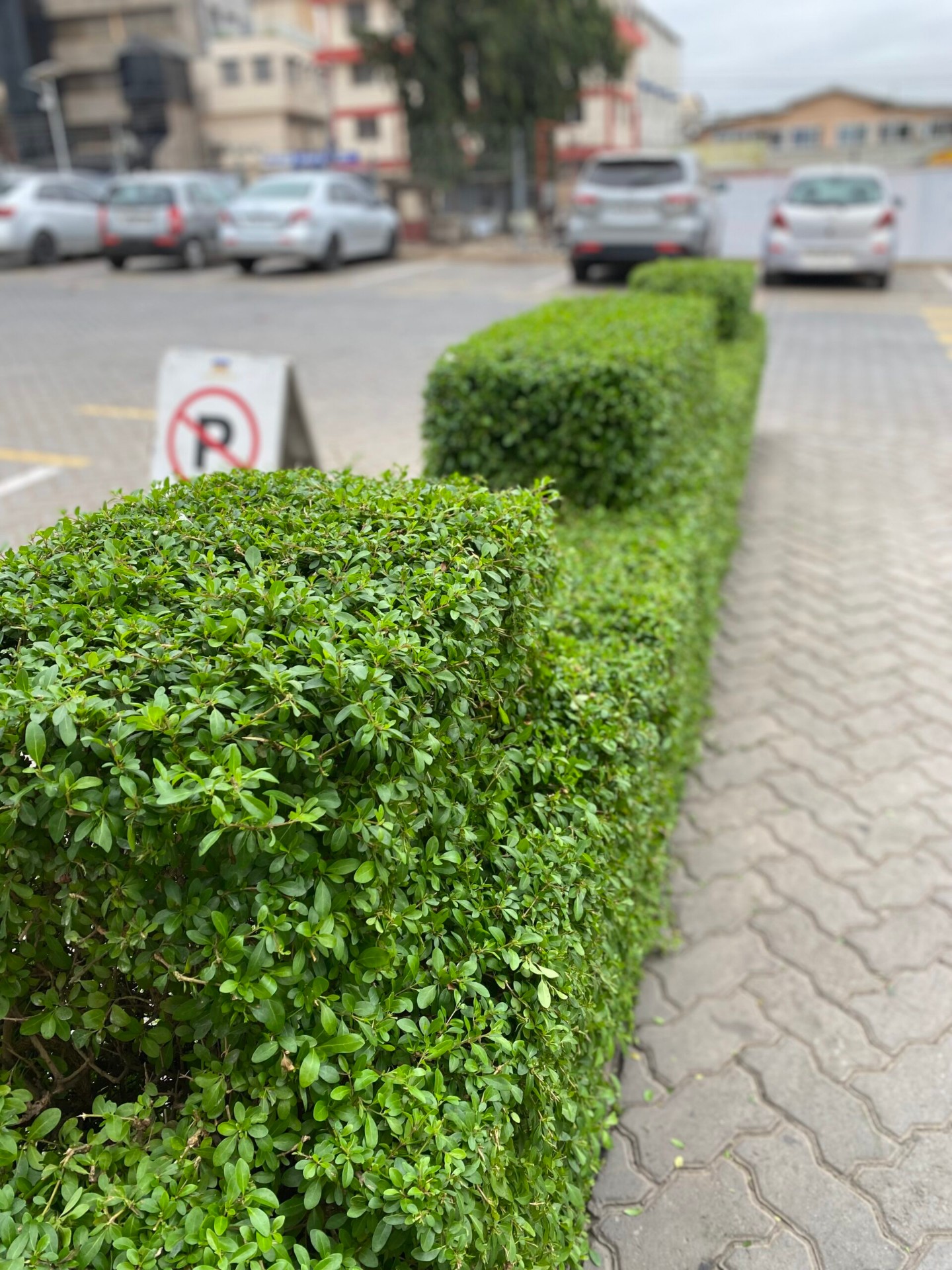 Trimmed boxwood hedge along a paved drive